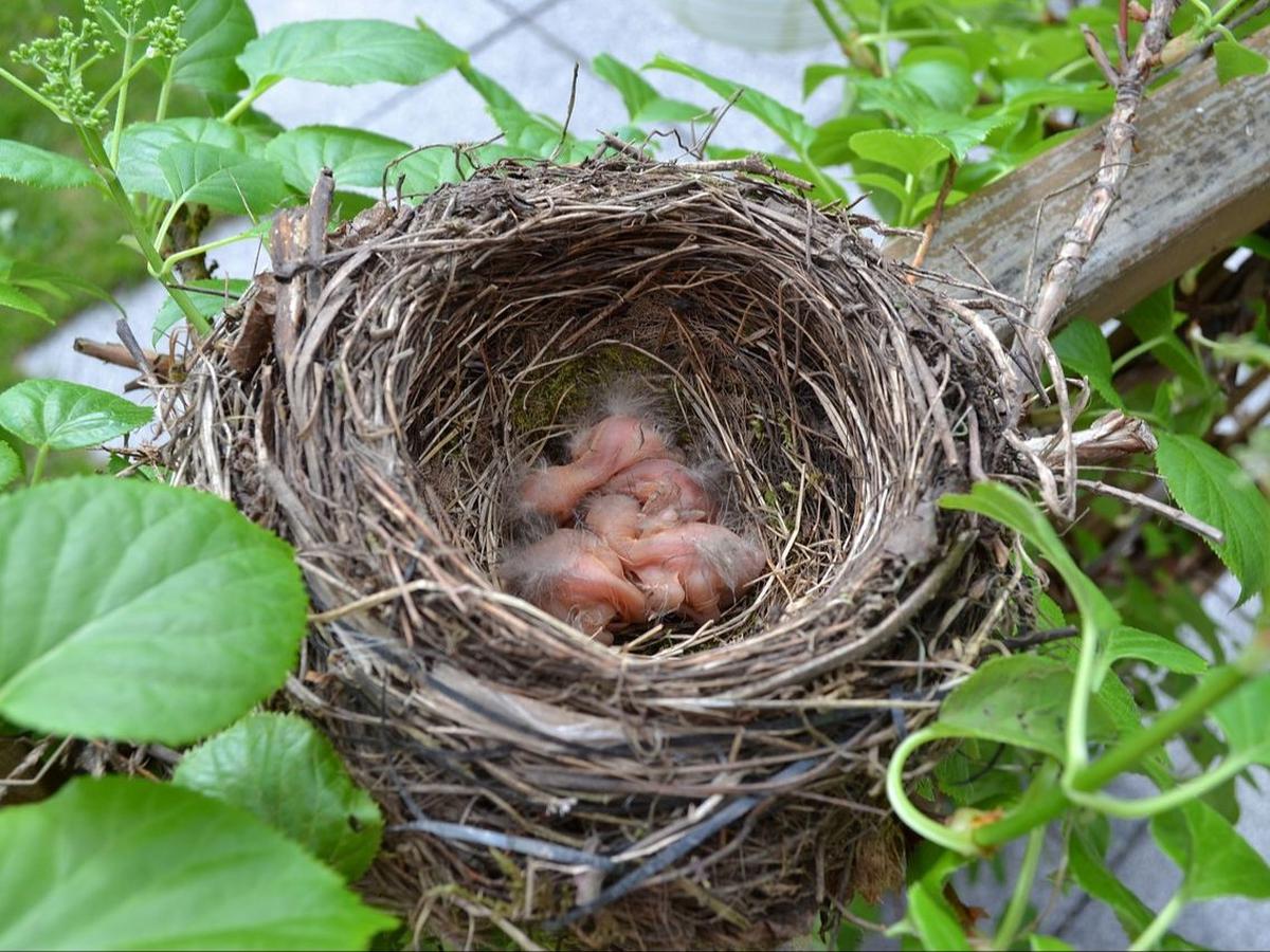 3. Meminta Makanan Anak Burung Lain