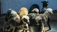 5 ekor domba 'warna-warni' di Xinjiang Academy of Zootechnical Science (Twitter/China Xinhua News)