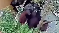 Video orangutan berukuran setinggi rumah masuk ke permukiman warga viral di media sosial. (Liputan6.com/ Dok Ist)