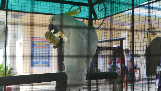 Cerdas Burung Bisa Menggagalkan Maling Regional Liputan6 Com