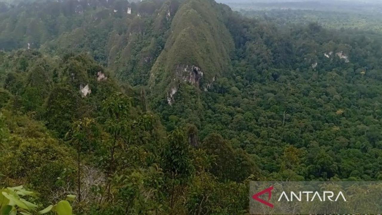 Konservasi Wehea-Kelay: Kaltim dan YKAN Jaga Biodiversitas serta Mitigasi Iklim