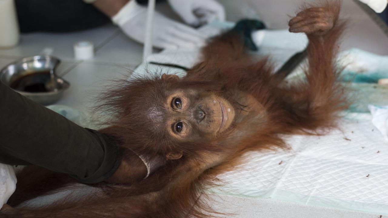 Si Cantik Kaki Membusuk Terlunta-lunta di Bekas Hutan Terbakar
