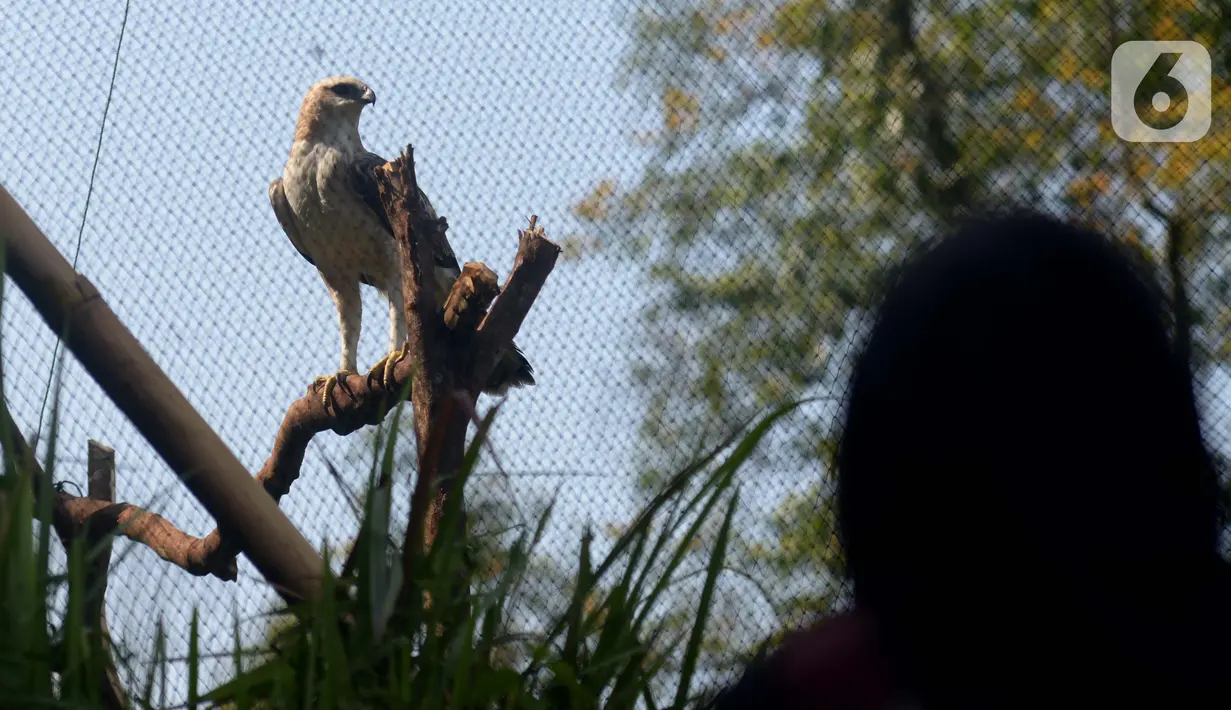 Burung Elang Brontok (Nisaetus Cirrhatus) bertengger dalam sangkar besar yang ada di area pelepasan burung tersebut. (merdeka.com/Imam Buhori)