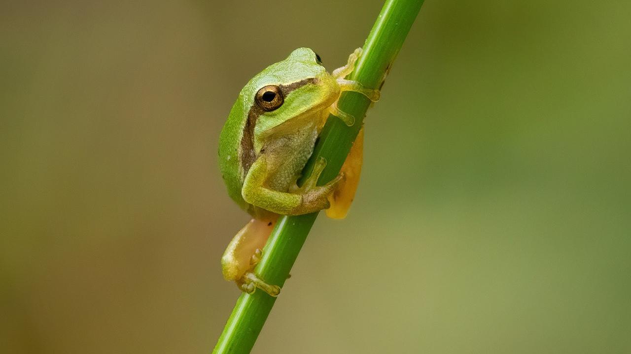 7 Cara Mengusir Katak Kecil di Kamar Mandi dengan Cepat dan Aman, Jaga Kenyamanan Hunian
