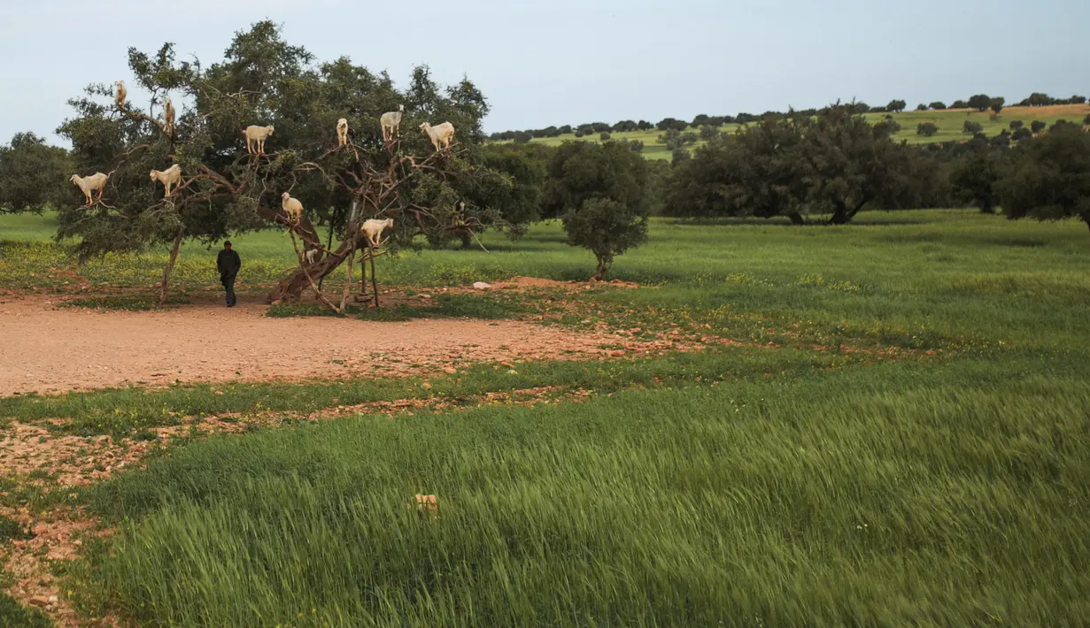 Kambing pemanjat pohon memakan Argania Spinosa, yang dikenal sebagai pohon Argan, di Essaouira, Maroko, Rabu (4/4). Layaknya monyet, kawanan kambing ini sanggup menjaga keseimbangan di pucuk pohon, hanya demi menyantap buah Argan. (AP/Mosa'ab Elshamy)
