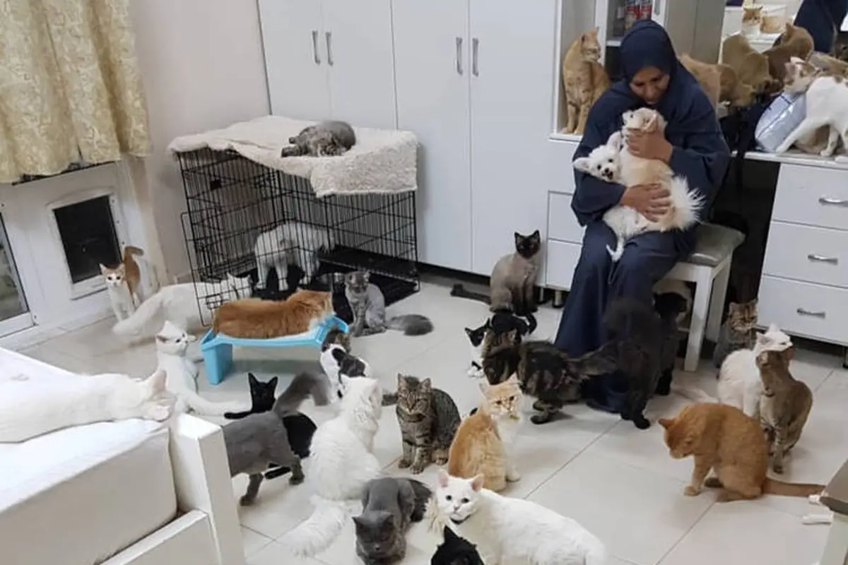 Maryam al-Balushi, seorang penyayang binatang dari Muskat, Oman, berbagi rumahnya dengan 480 kucing dan 12 anjing. (Twitter / @MeshariGhamdi)