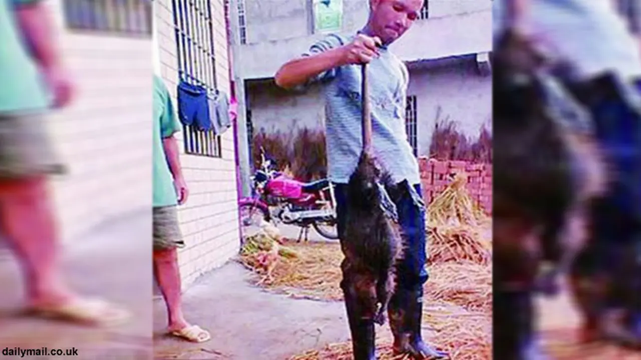 tikus-got-131002b.jpg