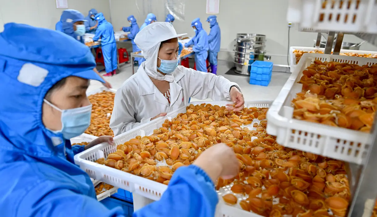 Para pekerja memilah kerang abalon di sebuah perusahaan, Lianjiang, Provinsi Fujian, China, 14 Juli 2020. Industri budi daya abalon di Lianjiang telah ditingkatkan dan dikembangkan melalui pengenalan platform budi daya laut dalam dan inovasi beragam keterampilan budi daya. (Xinhua/Jiang Kehong)