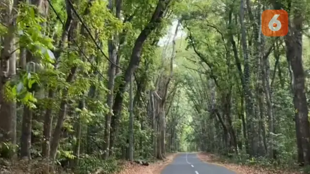 Alas Purwo Berada di Daerah Paling Ujung Pulau Jawa, Banyuwangi Menjadi Salah Satu Hutan Tertua di Pulau Jawa