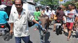 Warga membawa sapi kurban pemberian Polda Metro Jaya, Jakarta, Rabu (23/9/2015). Sapi kurban tersebut untuk warga Kampung Rawa dan warga Tanah Tinggi 12 (Liputan6.com/Gempur M Surya)