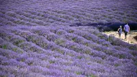 Orang-orang berjalan di ladang lavender di Sale San Giovanni, Cuneo, Italia, 29 Juni 2021. Bunga lavender bermekaran menyajikan pemandangan yang indah. (MARCO BERTORELLO/AFP)