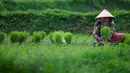 Aktivitas petani saat mencabut bibit padi di sebuah sawah di Japakeh dekat Banda Aceh pada Selasa 14 Januari 2025. (CHAIDEER MAHYUDDIN/AFP)
