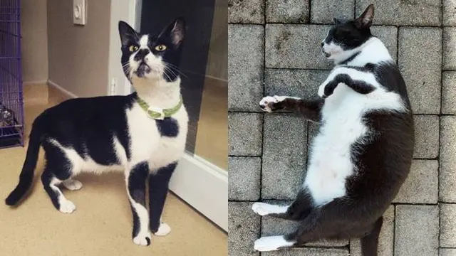 7 Potret Transformasi Kucing Liar Sebelum dan Sesudah Diadopsi Bikin Haru