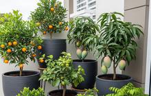 7 Rekomendasi Pohon Buah Tabulampot yang Cepat Berbuah untuk Rumah Kota, Cocok di Lahan Sempit
