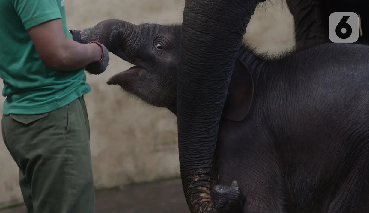 Keeper memberi pakan untuk bayi gajah Sumatera (Sumatran elephant) dalam kandangnya Taman Safari Indonesia Cisarua, Bogor, Jawa Barat, Rabu (13/5/2020). Bayi gajah jantan bernama Covid itu hasil perkawinan gajah Sumatera, Nina dan Kodir. (merdeka.com/Imam Buhori)