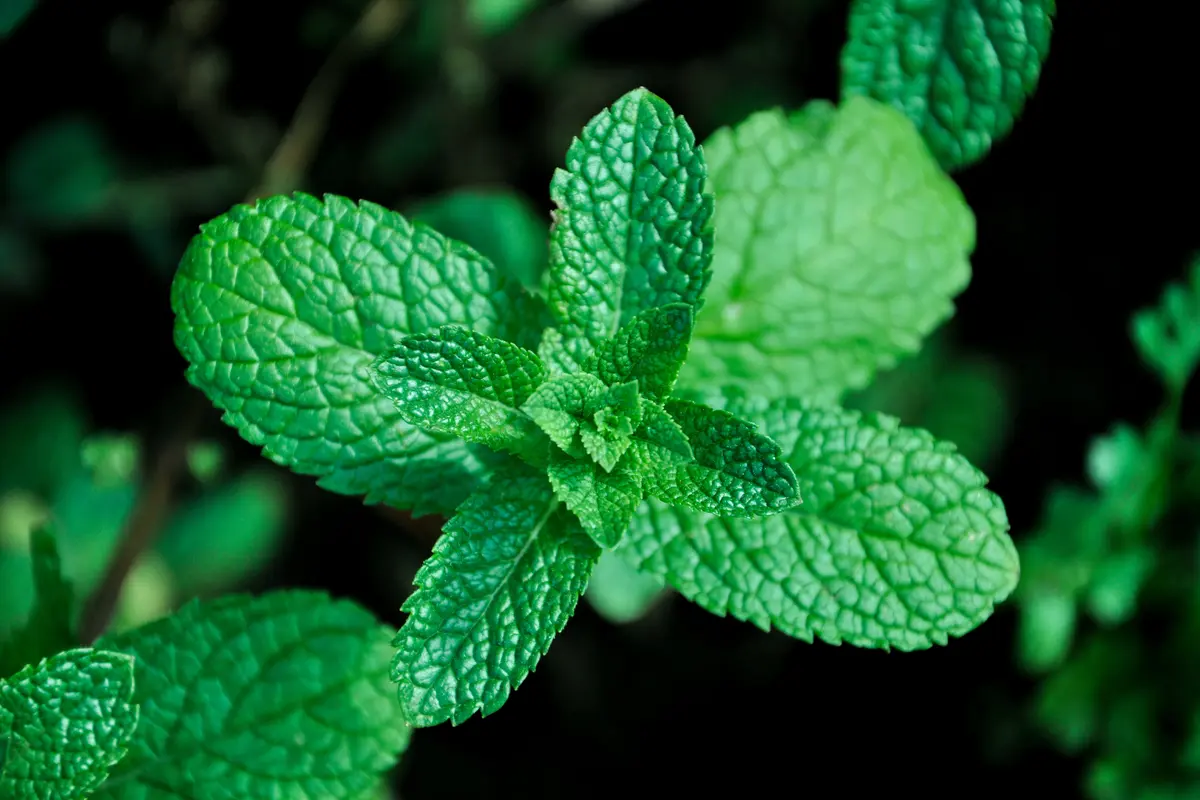 Jarang Diketahui, Ini Manfaat Si Manis Stevia untuk Perawatan Kulit