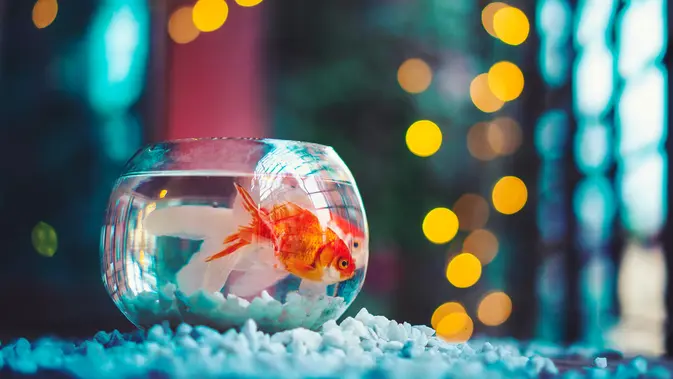 Manfaat Memelihara Ikan Hias Terbaru Berita Foto Video Fimela Com