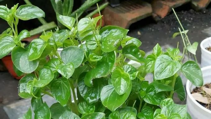 17 Manfaat Daun Sirih Cina yang Jarang Diketahui, Obati Asam Urat dan Jerawat