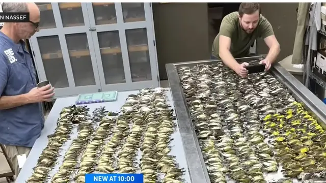 Bangunan Kaca Ini Membunuh Lebih dari 1.000 Burung