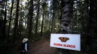 Seorang pemandu berjalan melewati papan bertuliskan "Maintain Silence" ketika mendekati tempat bersarangnya kupu-kupu raja musim dingin di El Rosario Sanctuary, Meksiko pada 31 Januari 2020. (AP/Rebecca Blackwell)