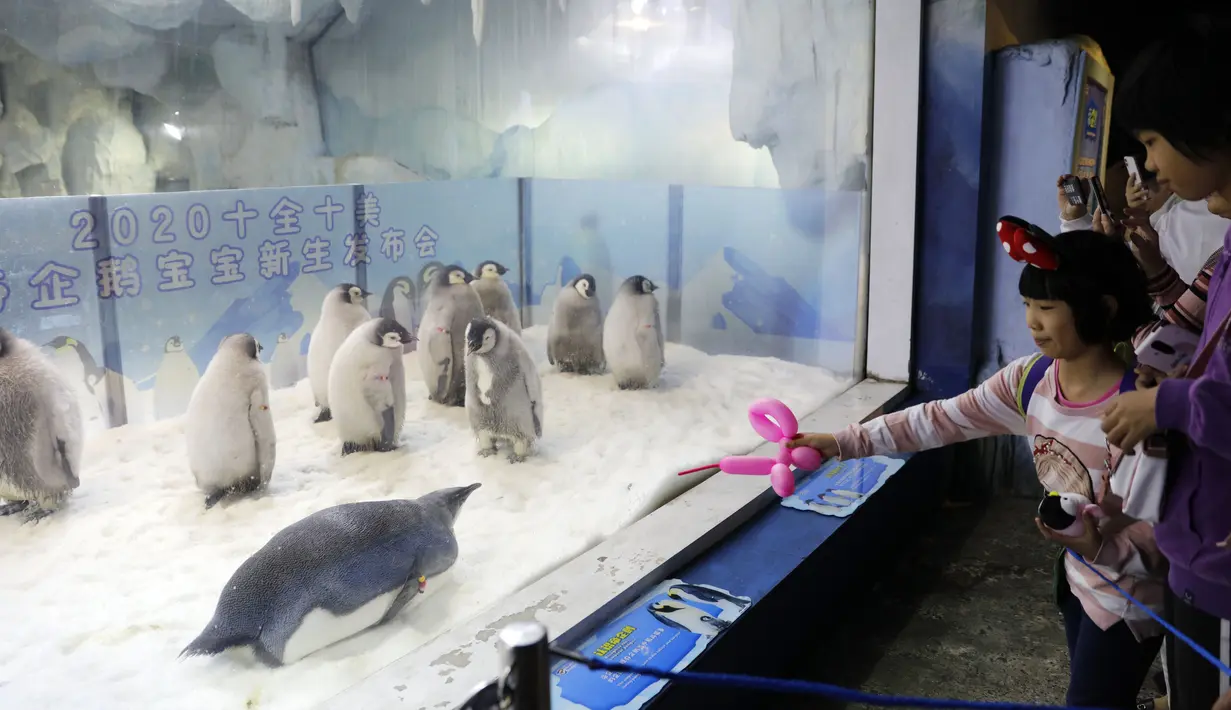 Pengunjung mengamati bayi penguin kaisar di taman hiburan Chimelong Ocean Kingdom yang berada di Zhuhai, Provinsi Guangdong, China pada 8 November 2020. Sepuluh bayi penguin kaisar yang lahir antara Juni hingga Agustus tahun ini tampil perdana di depan publik pada Minggu (8/11). (Xinhua/Huang Guobao
