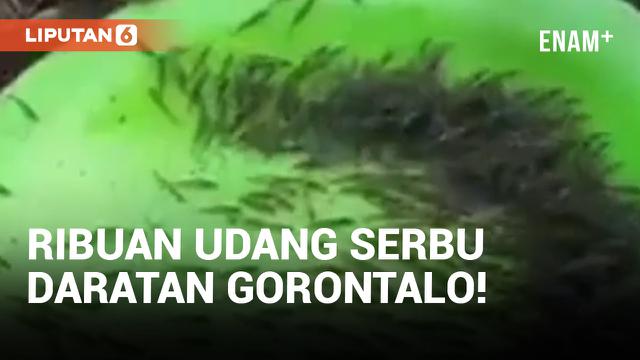 Permukiman Warga di Gorontalo Diserbu Ribuan Udang yang Naik ke Darat