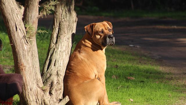Bullmastiff