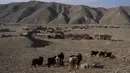 Kambing berdiri di depan Jar-e Sawz, sebuah desa kecil di utara Herat, Afghanistan, pada 27 November 2021. Kekeringan Afghanistan, yang terburuk dalam beberapa dekade, kini memasuki tahun kedua, diperburuk oleh perubahan iklim. (AP/Petros Giannakouris)
