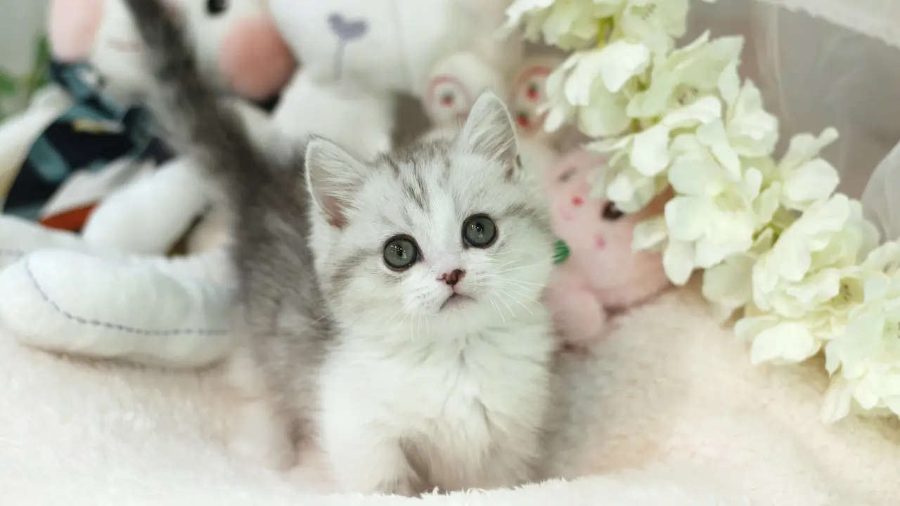 Munchkin