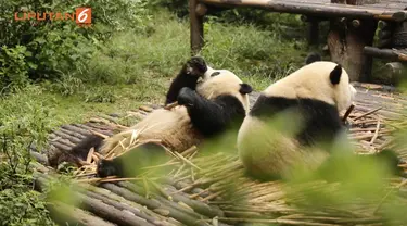 Panda Yuan Run, lahir pada 25 Agustus 2012. Hari itu, ia merayakan ulang tahun ketiga. Pestanya diadakan secara meriah. 