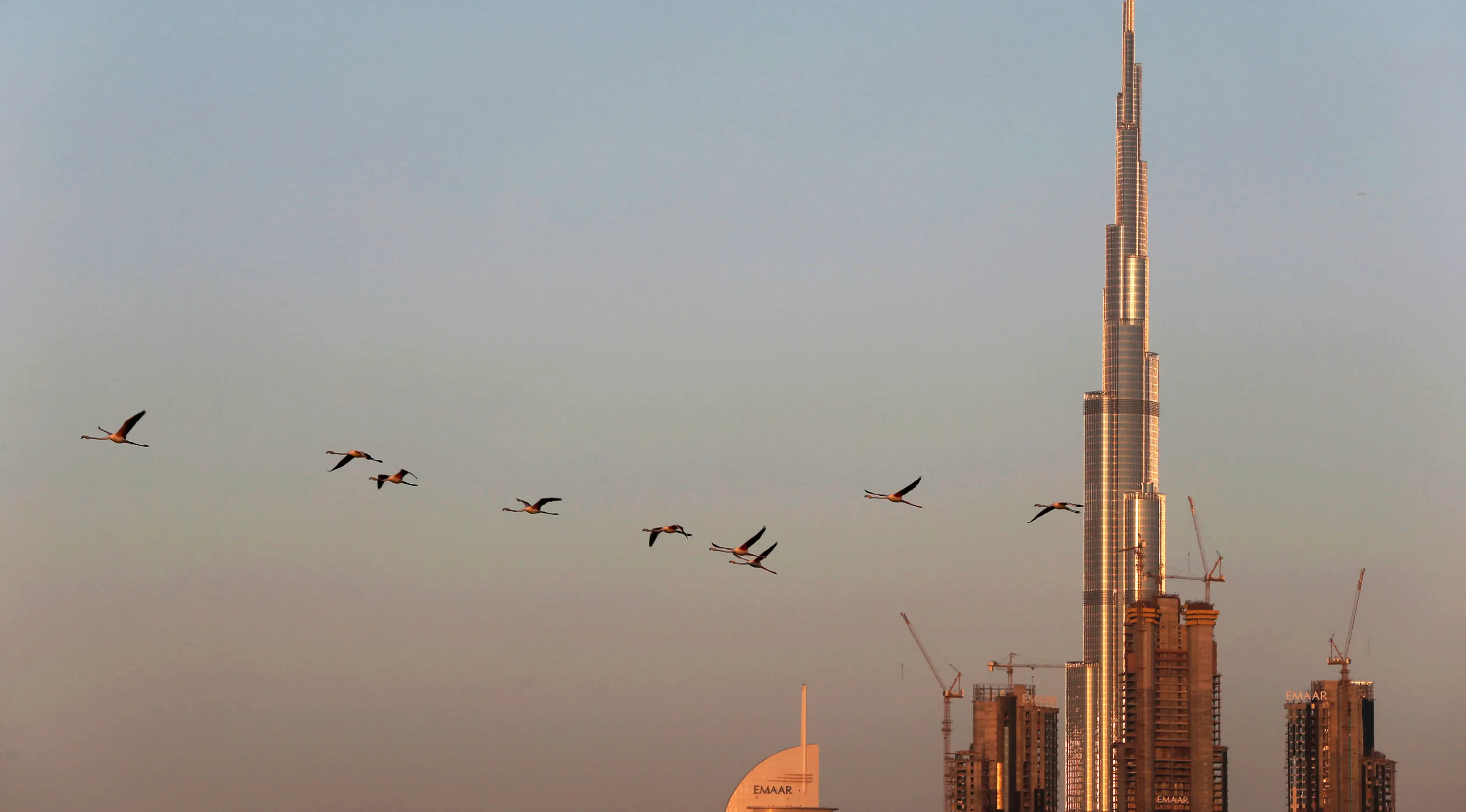Burung flamingo terbang bermigrasi melewati gedung tertinggi di dunia, Burj Khalifa di Dubai, Uni Emirat Arab (28/1). Meski terdiri dari gedung-gedung mewah, pemerintah Dubai tetap menjaga habitat burung flamingo. (AP Photo / Kamran Jebreili)