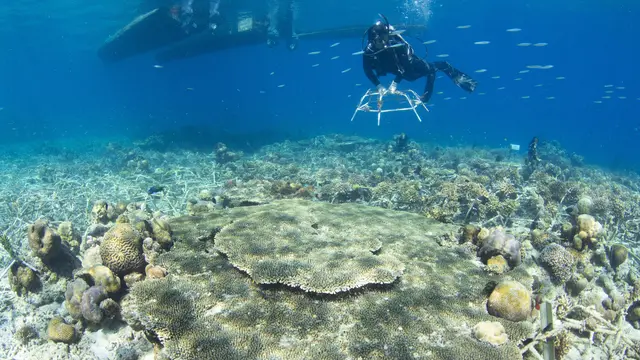 Komitmen Pulihkan Keindahan Laut, Sheba Gandeng Komunitas untuk Restorasi Terumbu Karang di Bontosua