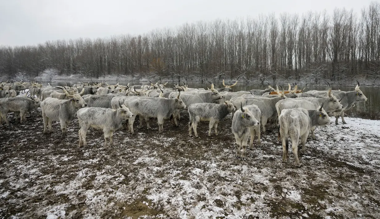 Dengan kondisi cuaca yang memburuk, hewan-hewan ternak mereka berada dalam bahaya, kata Milenko Plavsic, yang memiliki beberapa ekor sapi. (AP Photo/Darko Vojinovic)
