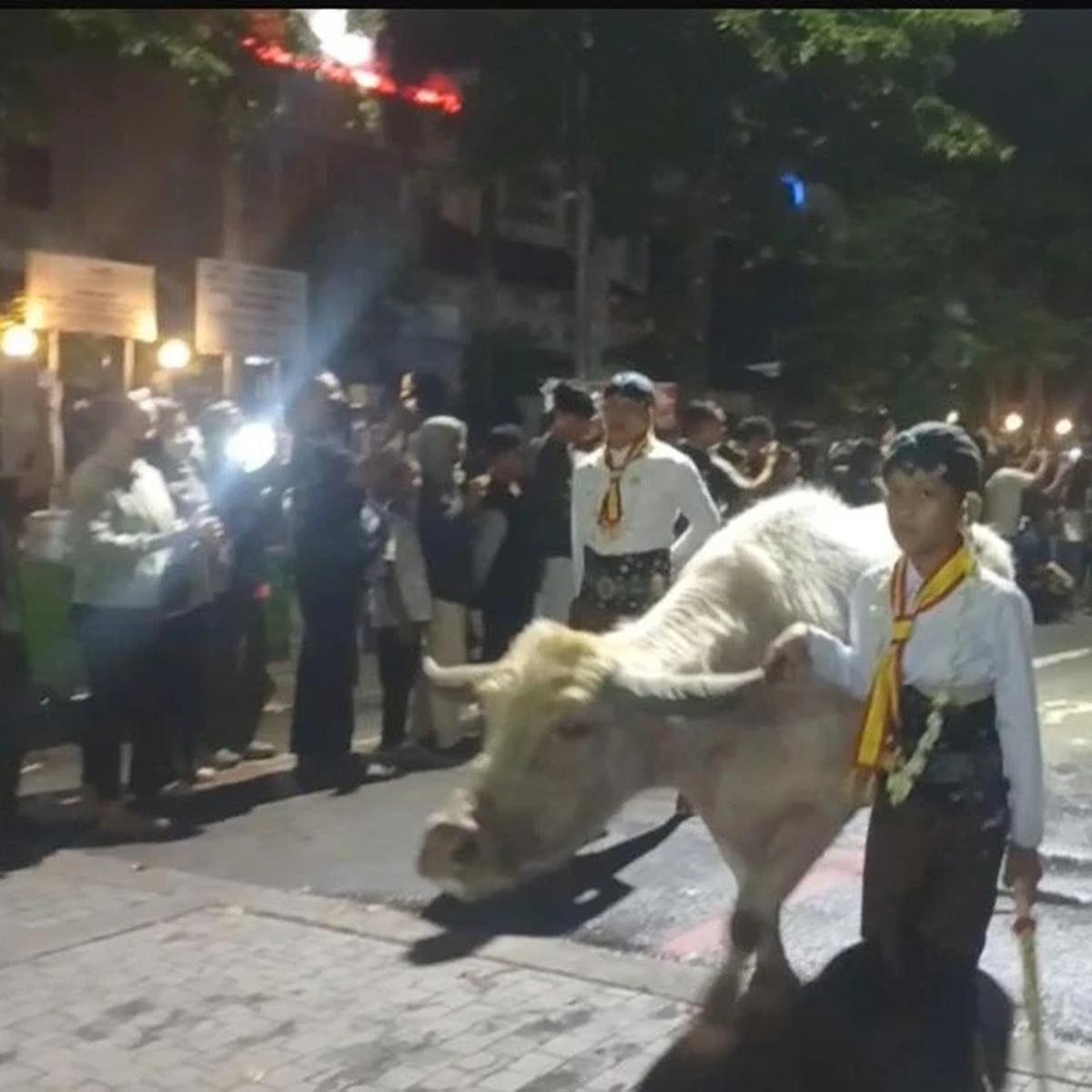 Tiga Kerbau Bule Pimpin Kirab 1 Suro Keraton Surakarta