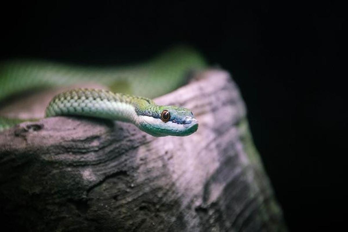 Ahaetulla prasina