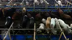 Sejumlah sapi hewan qurban dijajakan di Depok, Jawa Barat, Rabu (9/9/2015). Jelang Idul Adha 1436 H, Ahok menerbitkan Instruksi Gubernur terkait pelarangan penjualan serta pemotongan hewan qurban di pinggir jalan. (Liputan6.com/Yoppy Renato)