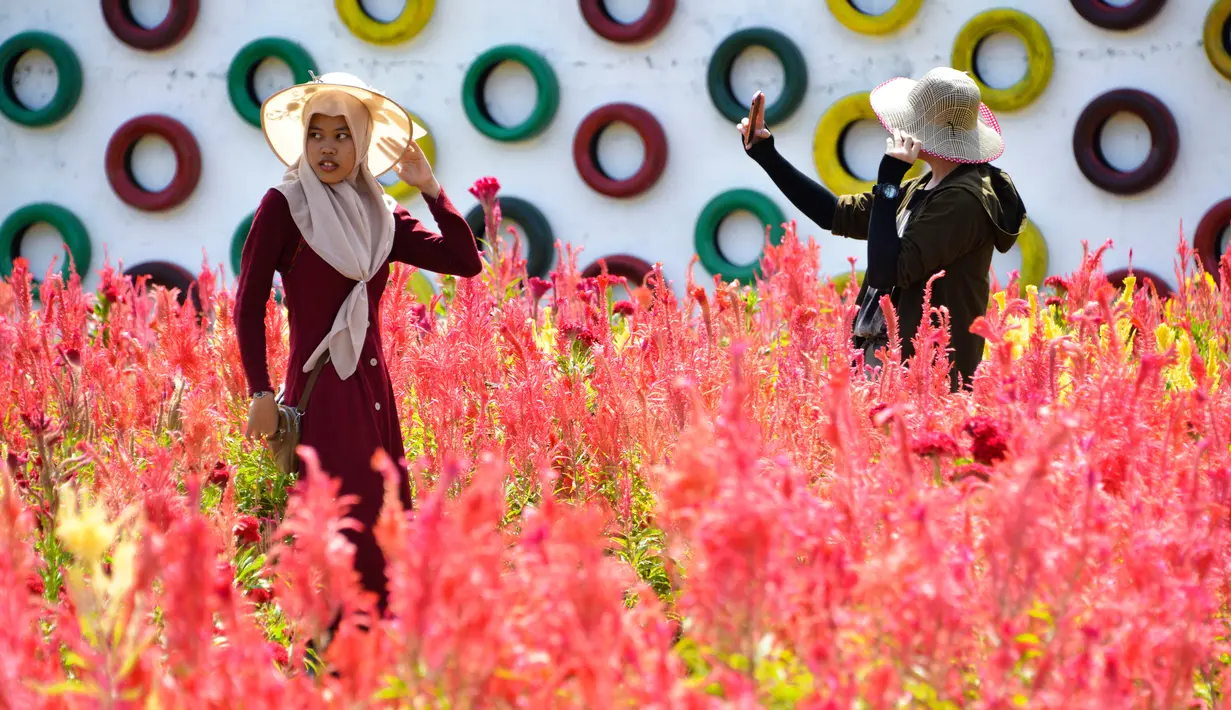 Pengunjung berjalan-jalan saat mengunjungi taman bunga celosia di Banda Aceh, Sabtu (13/7/2019). Taman seluas 2.500 meter persegi ini dihiasi bunga-bunga celosia berwarna-warni. (CHAIDEER MAHYUDDIN/AFP)