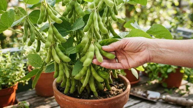 Memanen Tanaman Edamame Saat Polong Hijau dan Gemuk