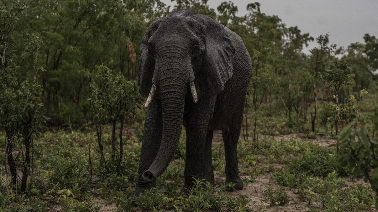 Kronologi Gajah di Bali Safari Ngamuk, Seruduk Pegawai Berkali-kali Hingga Tewas