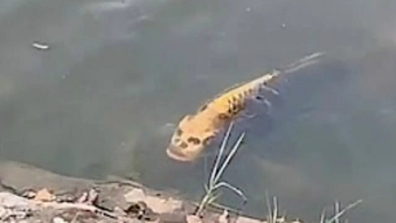 Ikan dengan "wajah mirip manusia" yang ditemukan di China pada Kamis (7/11/2019) (Liputan6.com/Weibo)