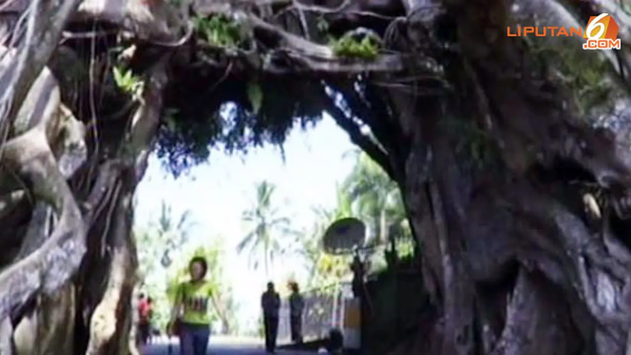 (Lip6siang) Pohon Unik bali