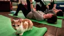 Seekor kucing duduk di atas matras yoga selama kelas yoga bersama kucing  di kafe kucing Brooklyn, New York, Rabu (13/3). Kafe ini menawarkan tempat latihan yoga dengan ditemani kucing-kucing menggemaskan. (REUTERS/Jeenah Moon)