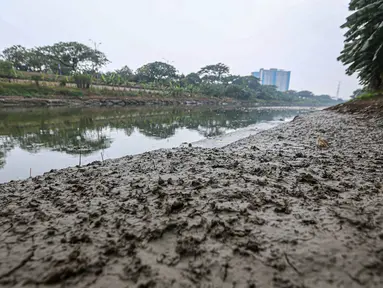 Kondisi aliran Kanal Banjir Timur (KBT) yang surut di kawasan Cakung, Jakarta, Rabu (23/8/2023). Musim kemarau yang terjadi dalam satu bulan ini menyebabkan debit air KBT berkurang sehingga beberapa bagian sungai membentuk daratan. (Liputan6.com/Faizal Fanani)