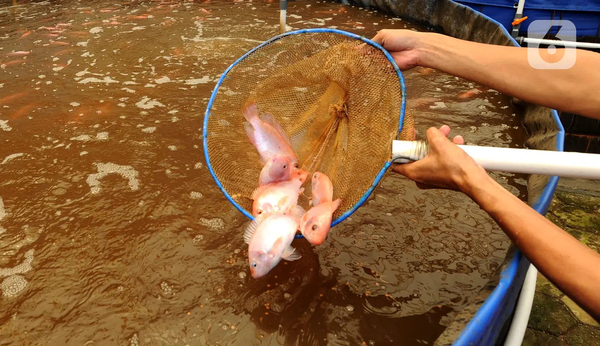 Ikan nila yang dibudidayakan dengan sistem bioflok diperlihatkan di Rumah Al-Balat, Bojongsari, Depok, Kamis (18/2/2021).  Paska anjloknya nilai beli masyarkat saat pandemi yang menyebabkan produksi ikan nila turun hingga 70 persen. (merdeka.com/Arie Basuki)