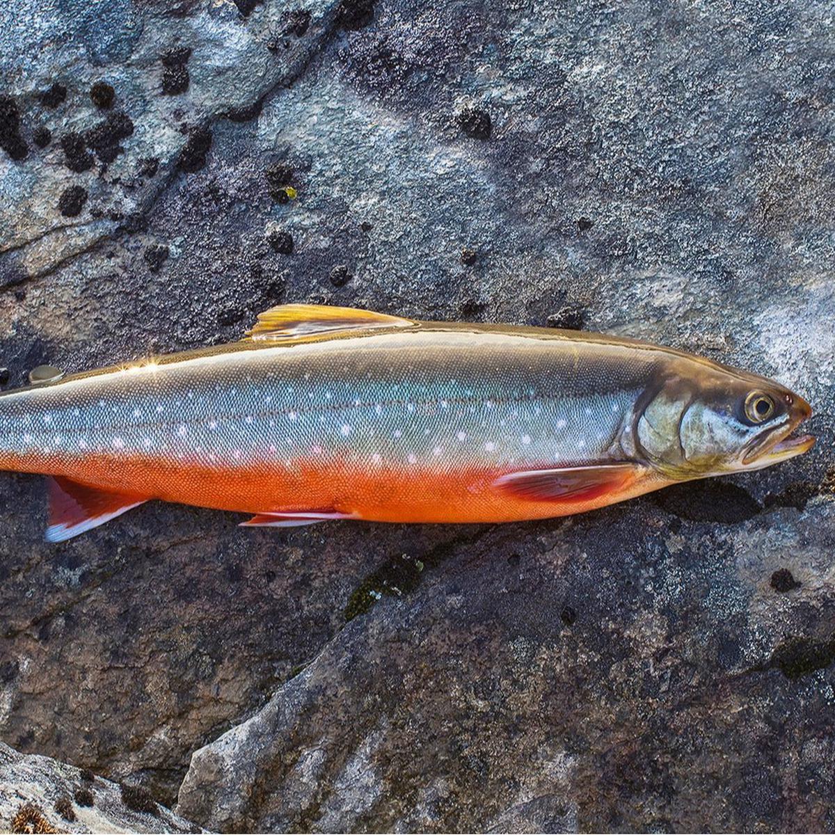 Arctic Char