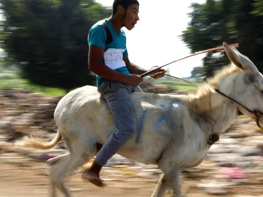 Seorang peserta memacu keledainya saat ambil bagian dalam lomba balap keledai di desa Al-Baragel, luar Kairo, Jumat (28/9). Sebanyak 35 keledai berpartisipasi dalam kompetisi tahunan yang berhadiah 5000 EGP atau sekitar 4 juta rupiah. (AP/Amr Nabil)