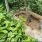 Kondisi makam jari kelingking Raden Mattaher di Desa Muara Jambi, yang ditumbuhi semak dan tak terawat. (Liputan6.com/Gresi Plasmanto)