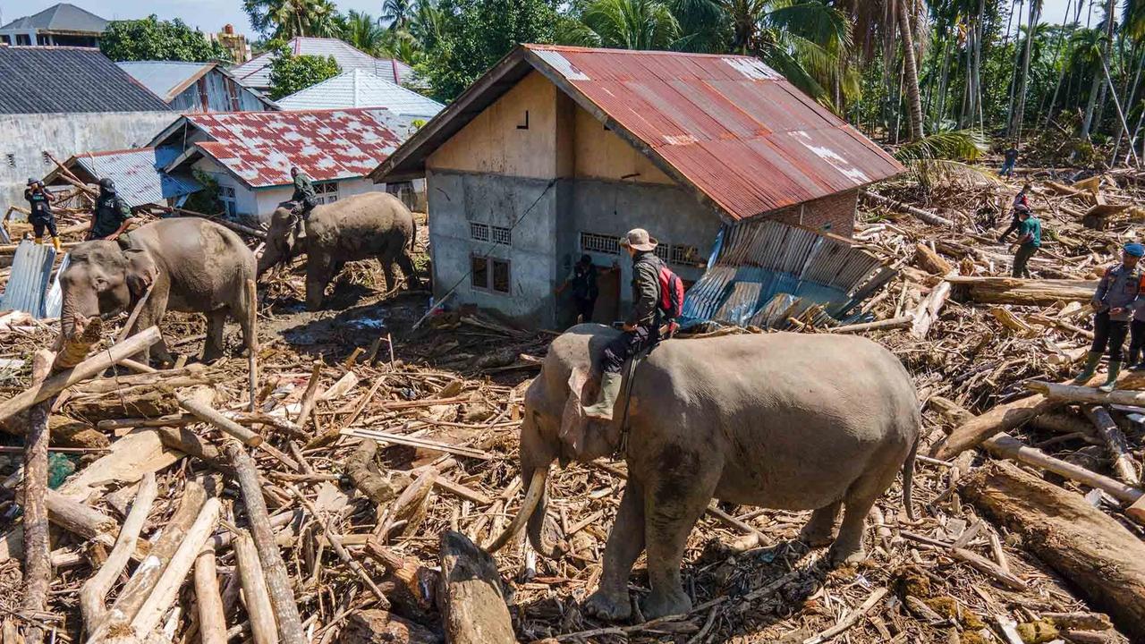 FOTO: Gajah Sumatra Dikerahkan Bantu Evakuasi Pascabanjir Bandang di Pidie Jaya