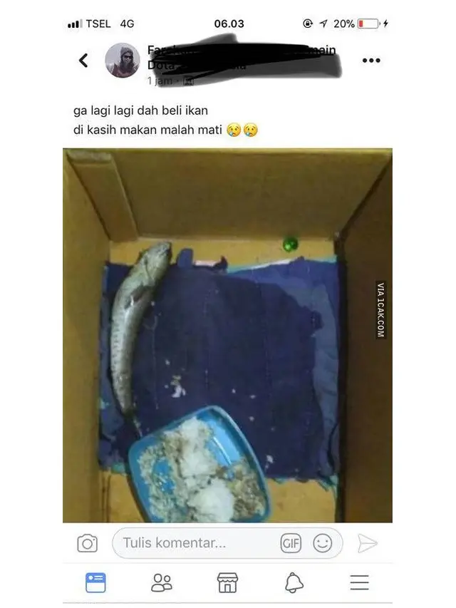 6 Kelakuan Absurd Kasih Makan Ikan Ini Bikin Geleng Kepala