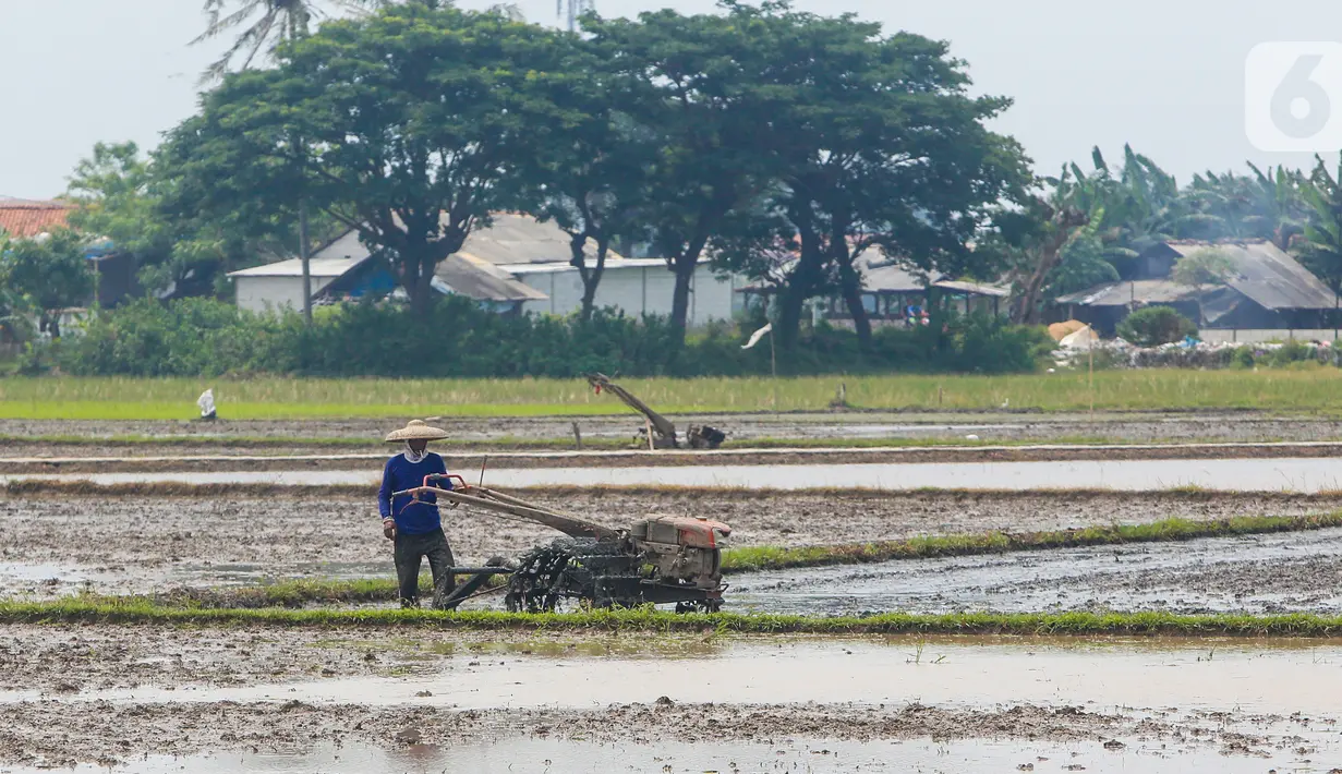 Petani membajak lahan persawahan sebelum ditanami bibit padi di Tangerang Selatan, Jumat (15/10/2020). Guna mendorong masyarakat untuk berinovasi di masa pandemi pemprov Tangsel berharap masyarakat bisa memanfaatkan lahan pertanian yang bisa mendorong laju pertumbuhan. (Liputan6.com/Fery Pradolo)